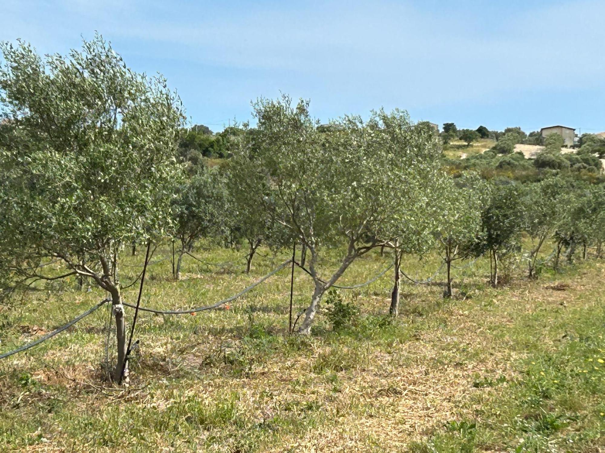 Baglio Il Gelso E L'Ulivo Appartamento Il Fico Noto Exterior photo
